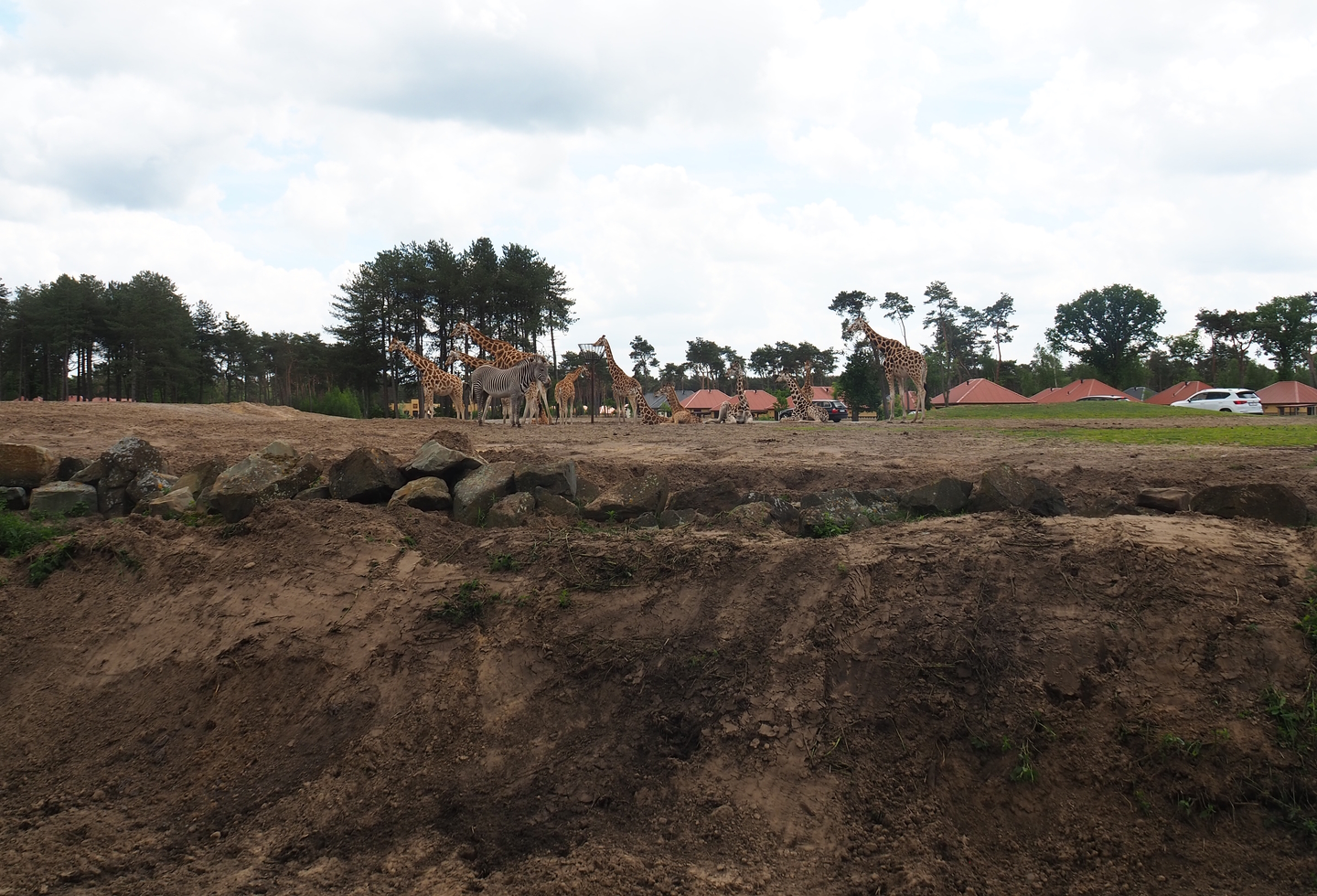 Rothschild's giraffe, Grévy's zebra and Black sable antelope plains, 2022-06-12