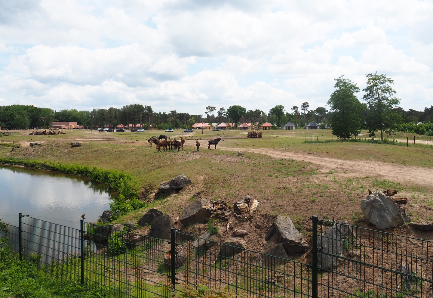 Rothschild's giraffe, Grévy's zebra and Black sable antelope plains, 2022-06-12