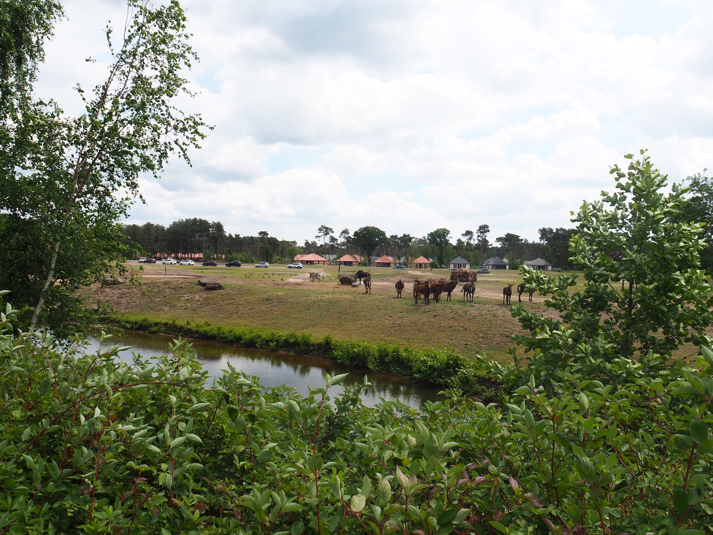 Rothschild's giraffe, Grévy's zebra and Black sable antelope plains, 2022-06-12