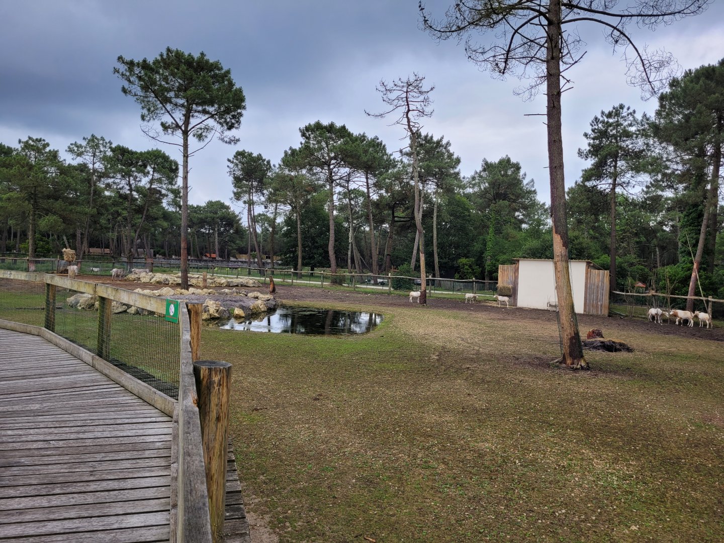 Rothschild's giraffe, Grevy's zebra and Scimitar-horned oryx exhibit -Zoo du bassin d'Arcachon (2024)