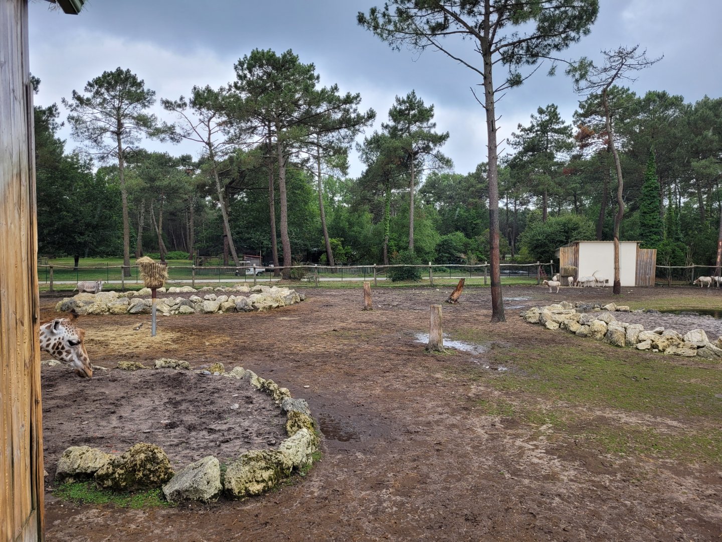 Rothschild's giraffe, Grevy's zebra and Scimitar-horned oryx exhibit -Zoo du bassin d'Arcachon (2024)