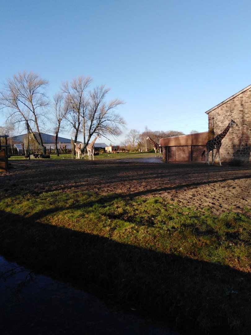 Rothschild's Giraffe Habitat 2020