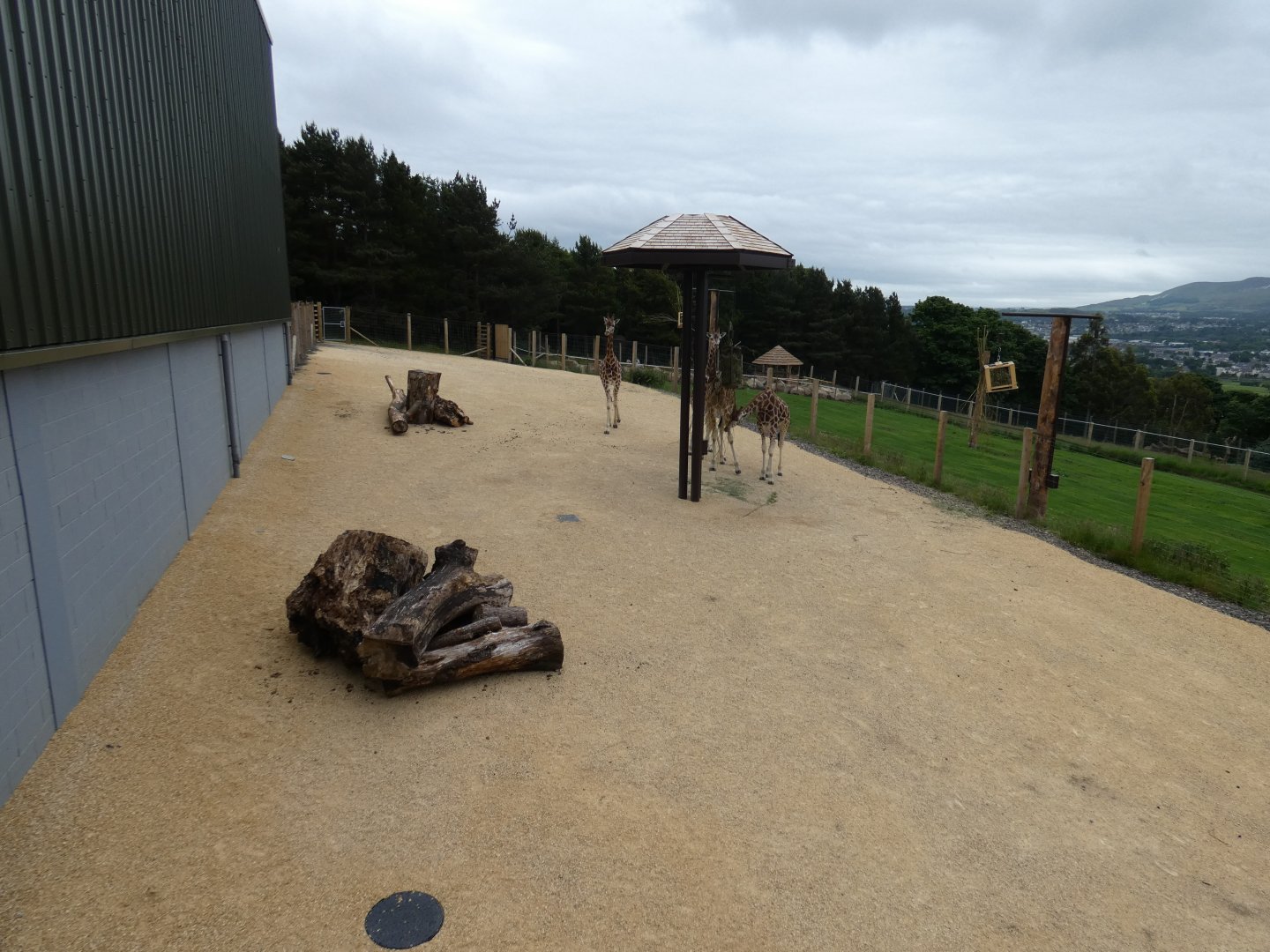 Rothschild's giraffe hardstanding area