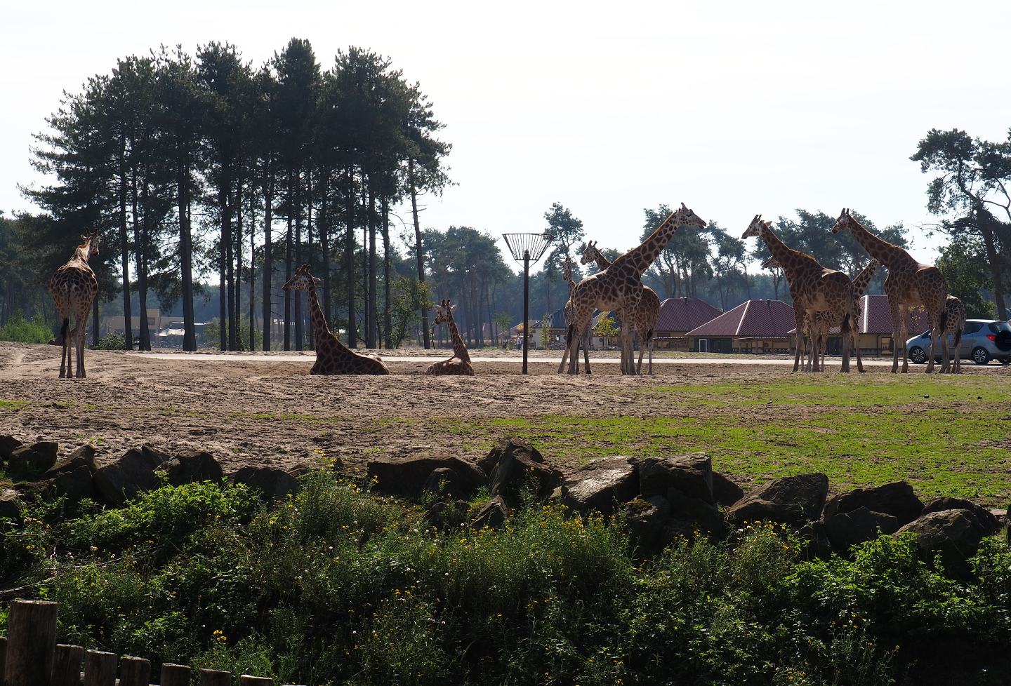 Rothschild's giraffe herd (Giraffa camelopardalis pardalis), 2019-09-15