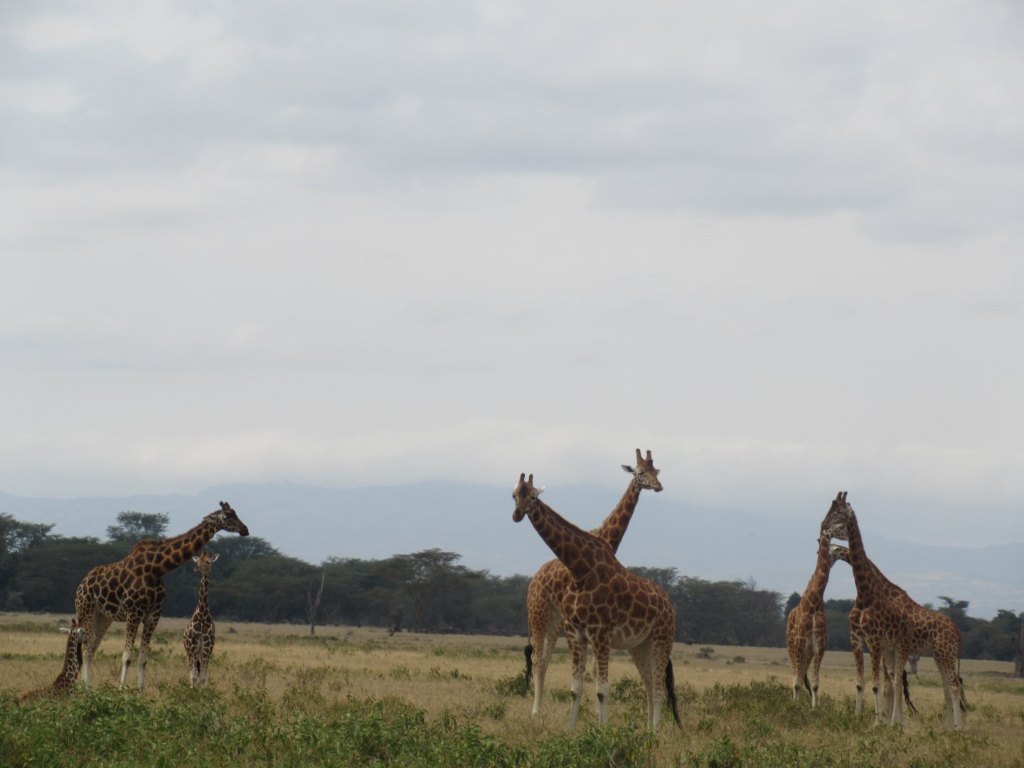 Rothschild's giraffe herd
