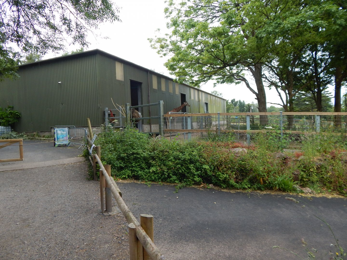 Rothschild's giraffe House 130624