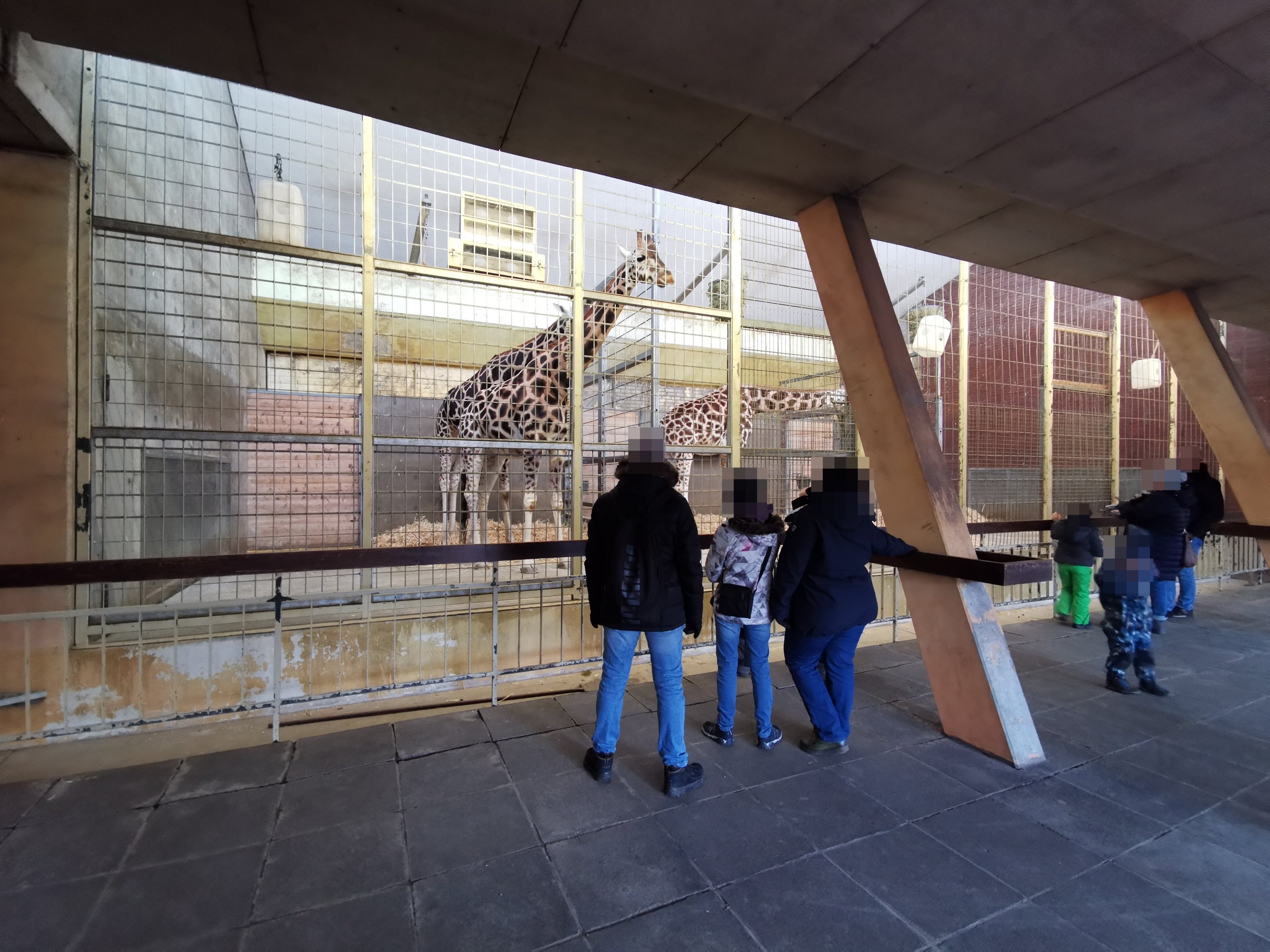 Rothschild's giraffe house - "Afrika Sambesi"