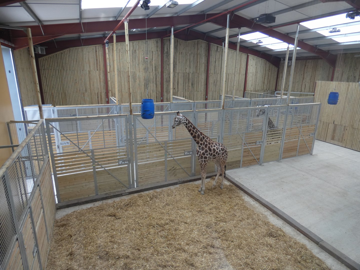 Rothschild's Giraffe indoor enclosure