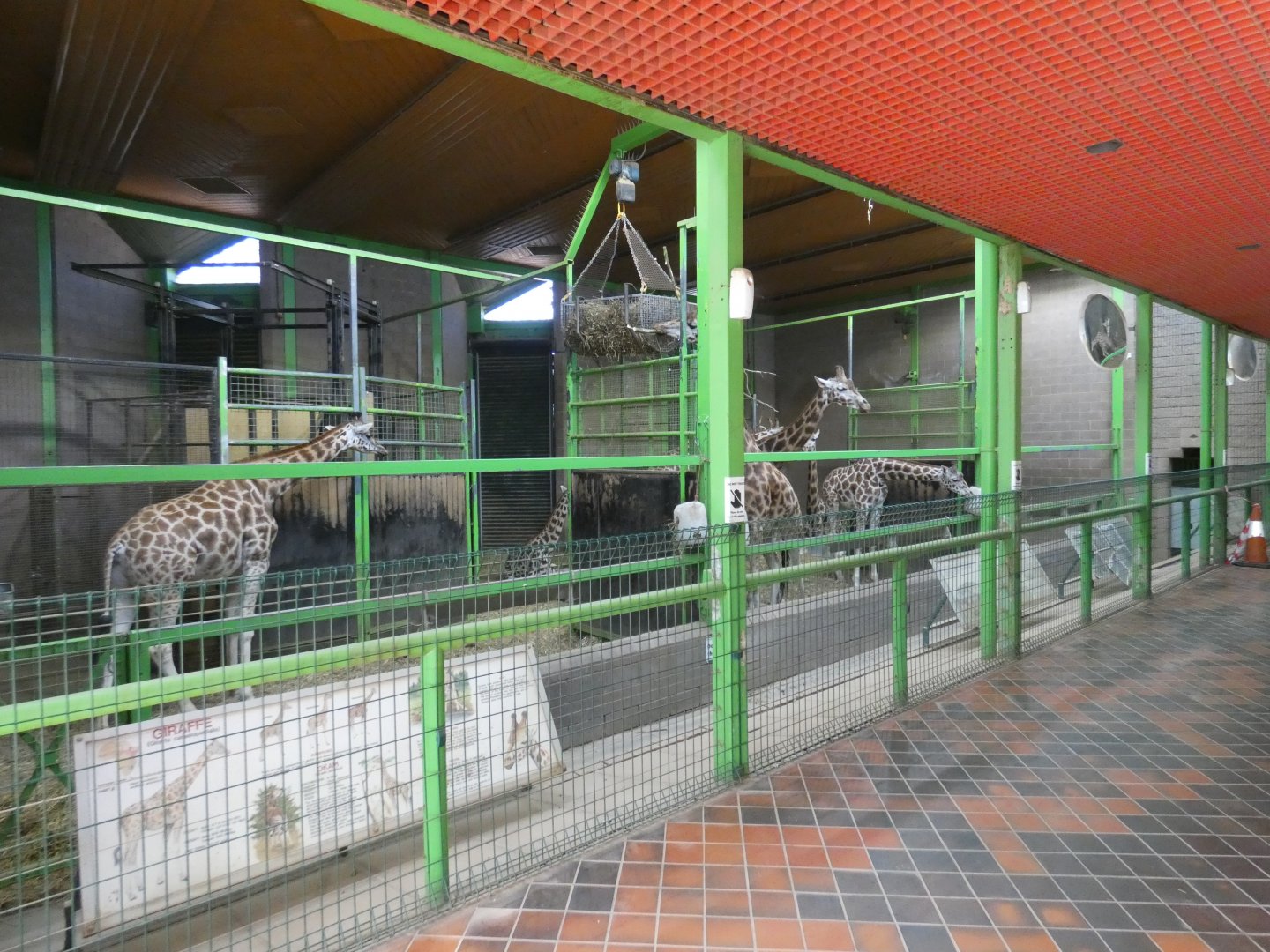 Rothschild's giraffe indoor enclosure