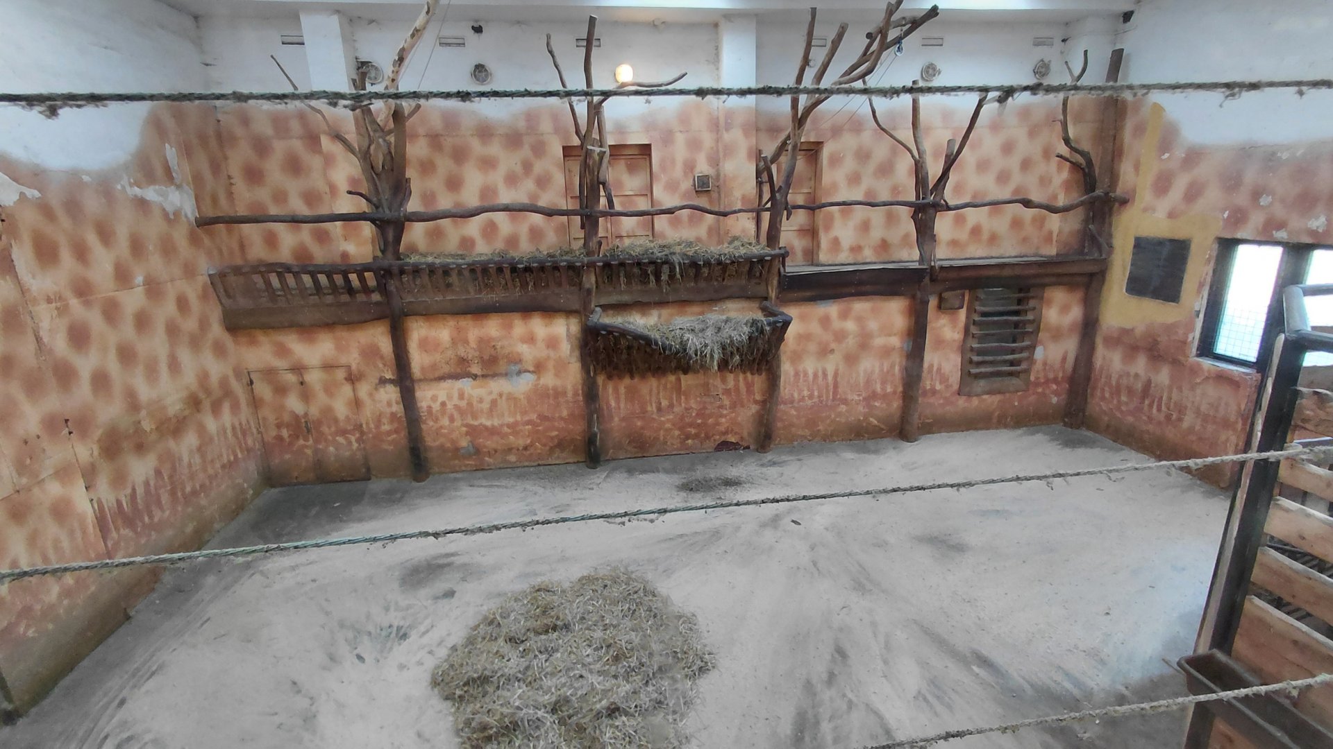 Rothschild's giraffe indoor exhibit