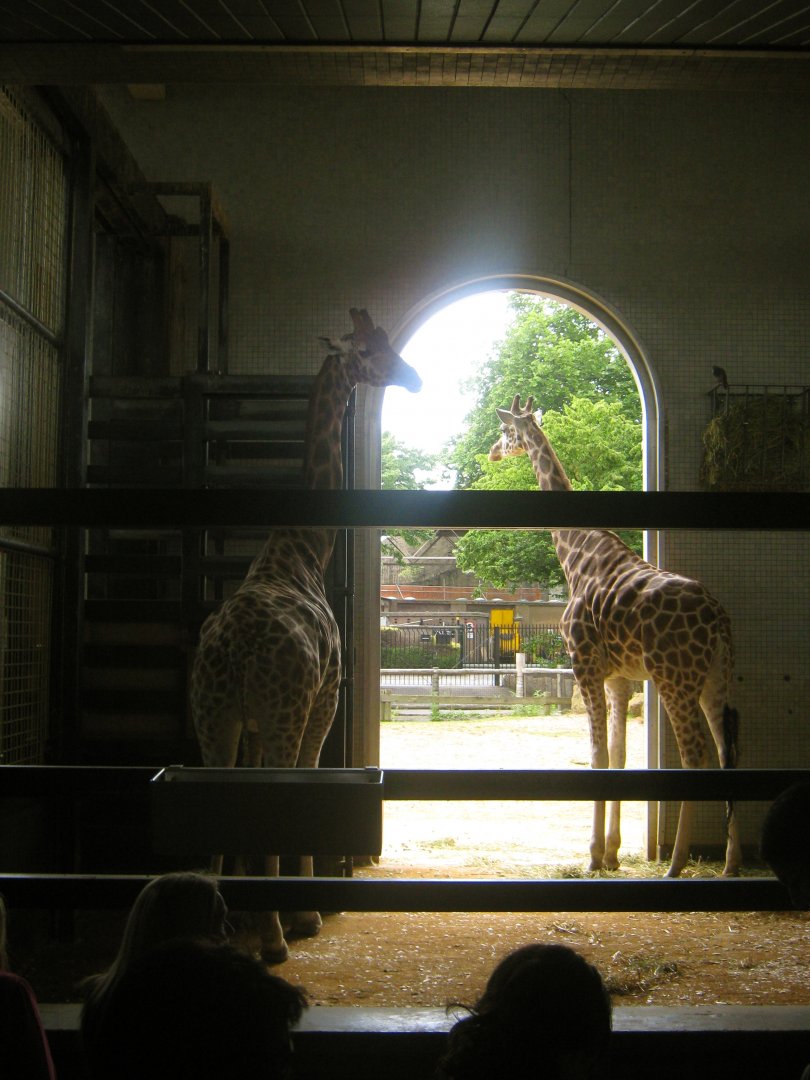 Rothschild's Giraffe Indoor Viewing