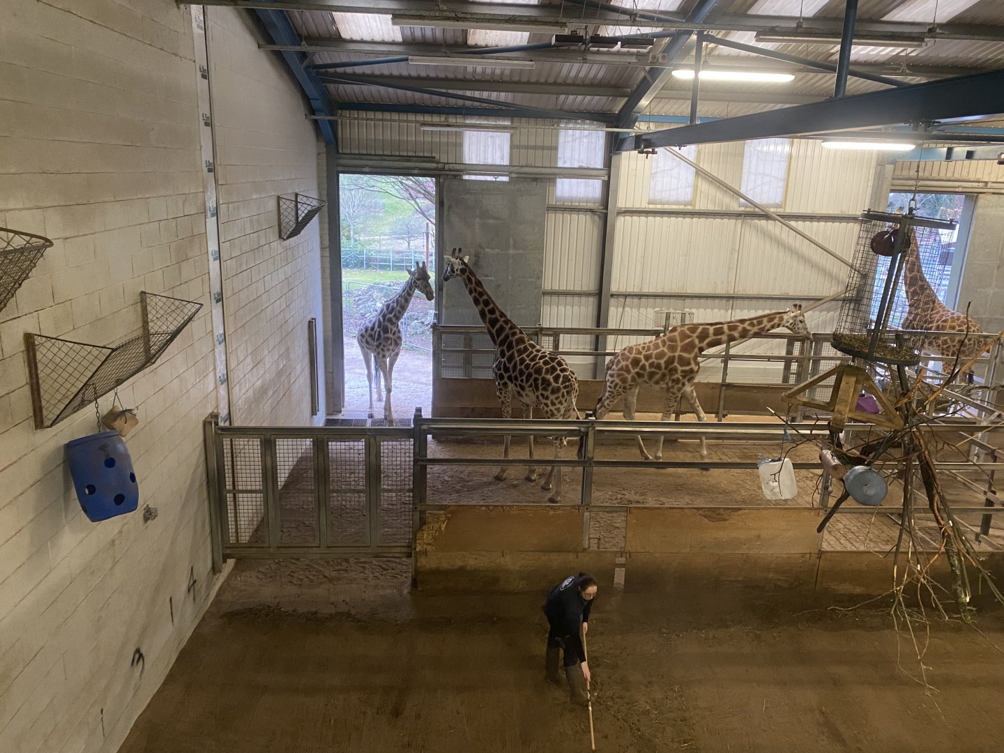 Rothschild’s giraffe indoors 111224
