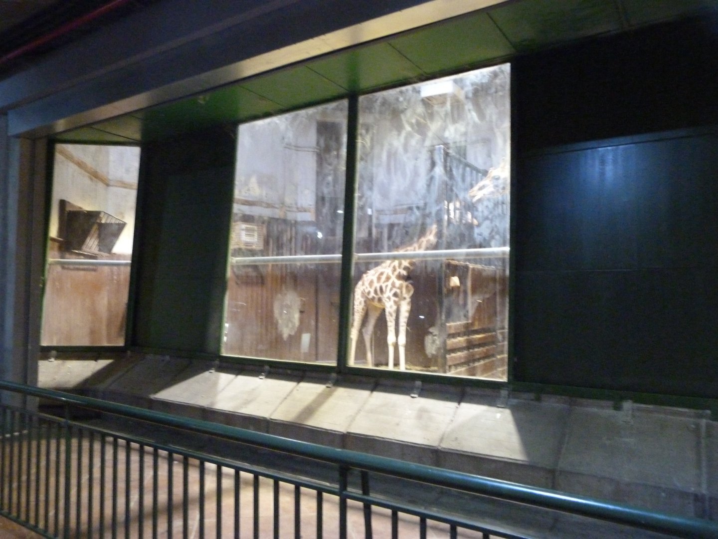 Rothschild's giraffe indoors exhibit -Zoo Aquarium de Madrid (2025)