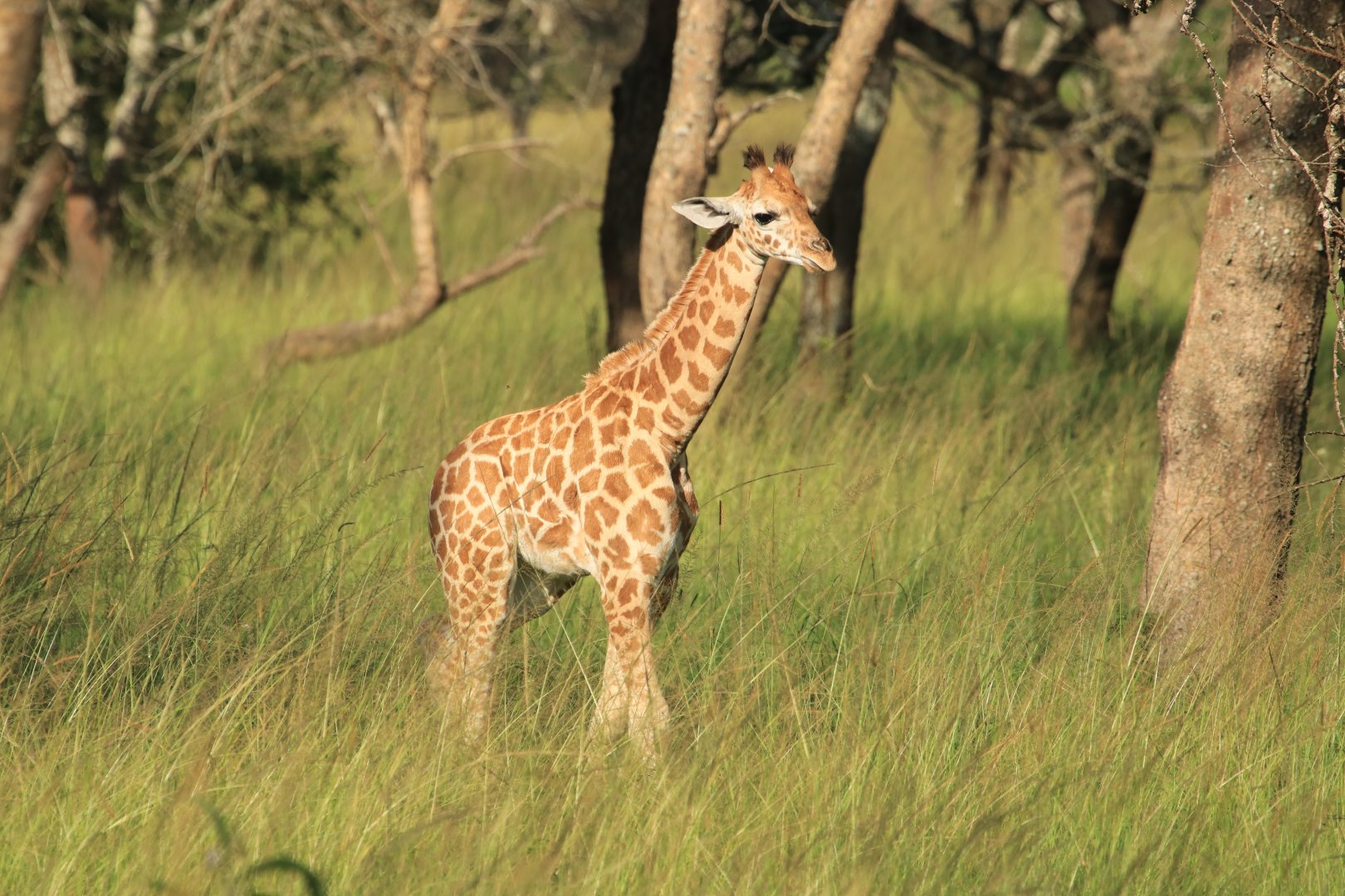 Rothschild's giraffe (January 2020)