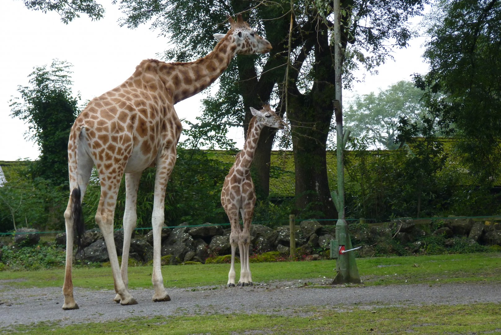 Rothschild's giraffe, July 2017