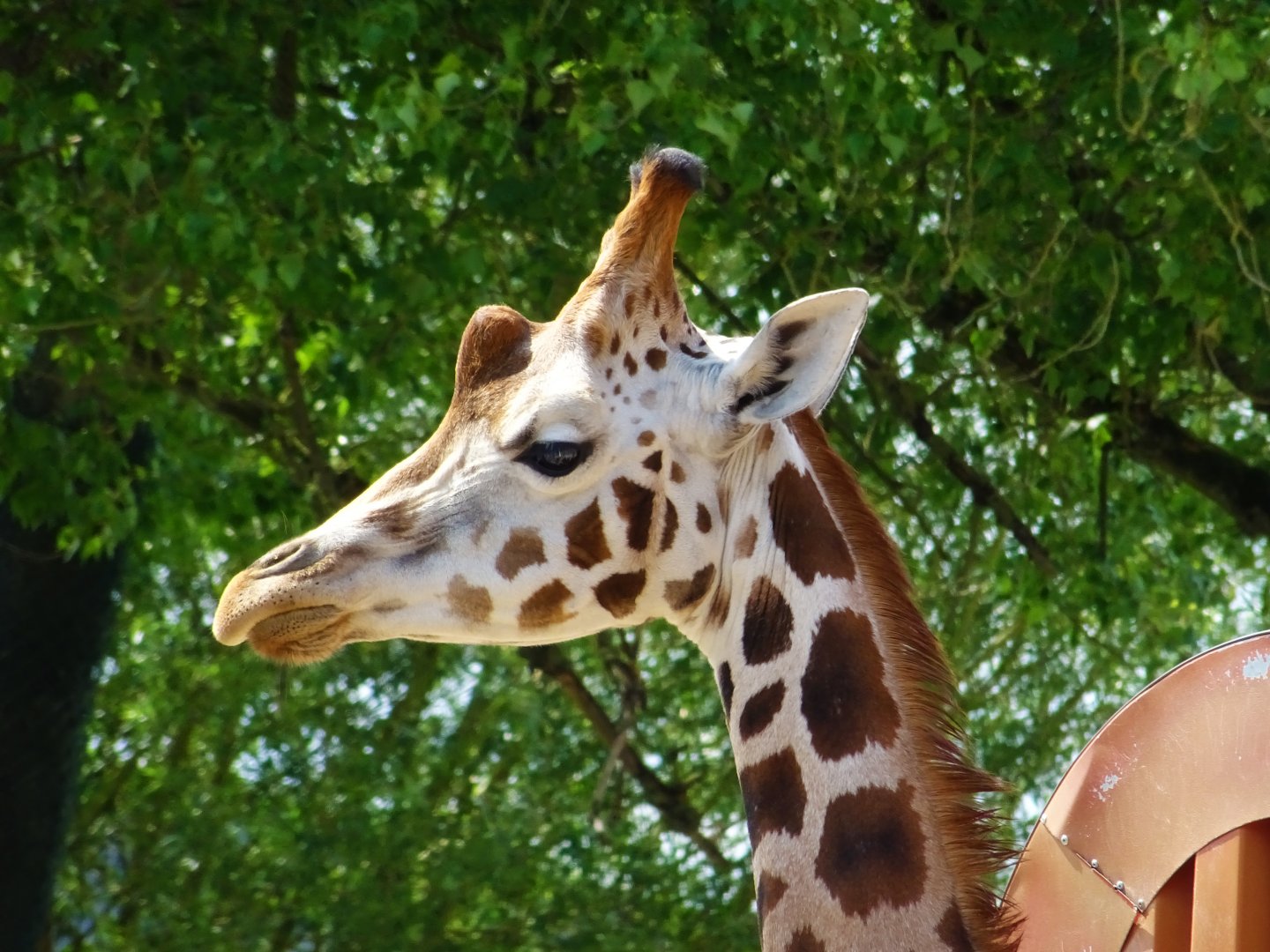 Rothschild's Giraffe, July 2019