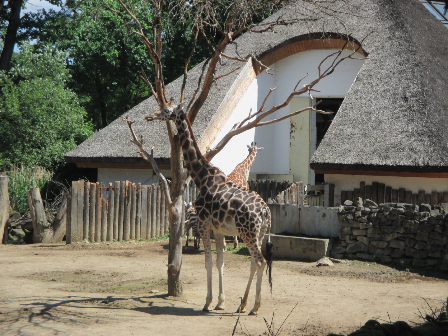 Rothschild's giraffe Kamila