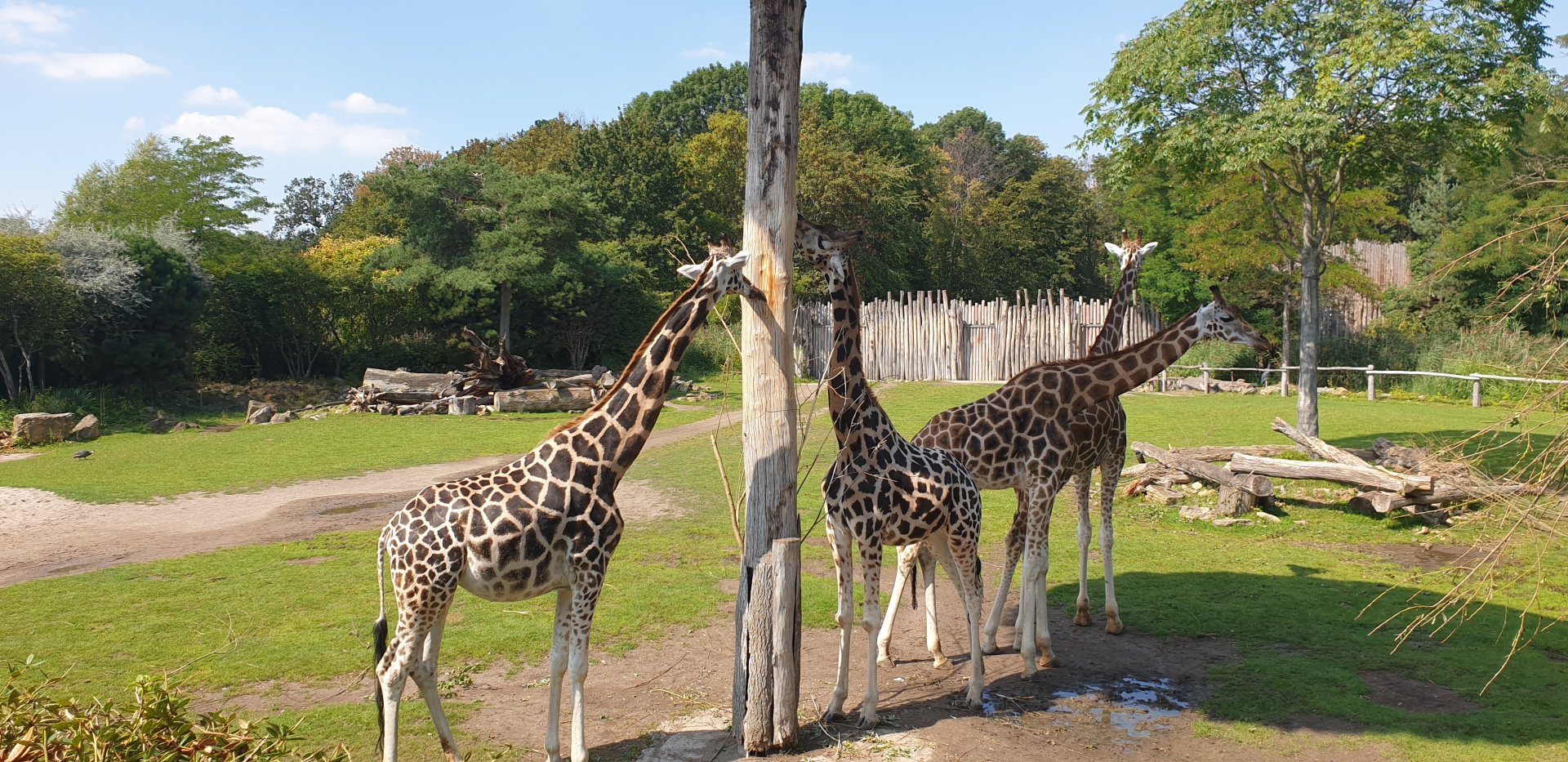 Rothschild's giraffe, Kiwara Savannah