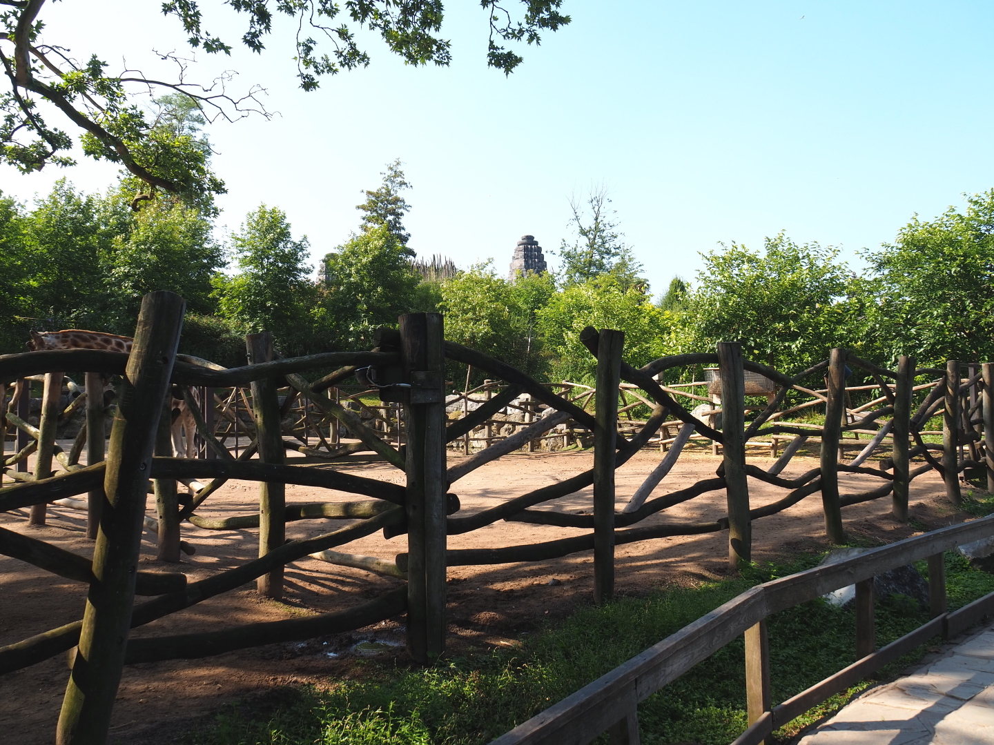 Rothschild's giraffe kraal, 2021-09-02