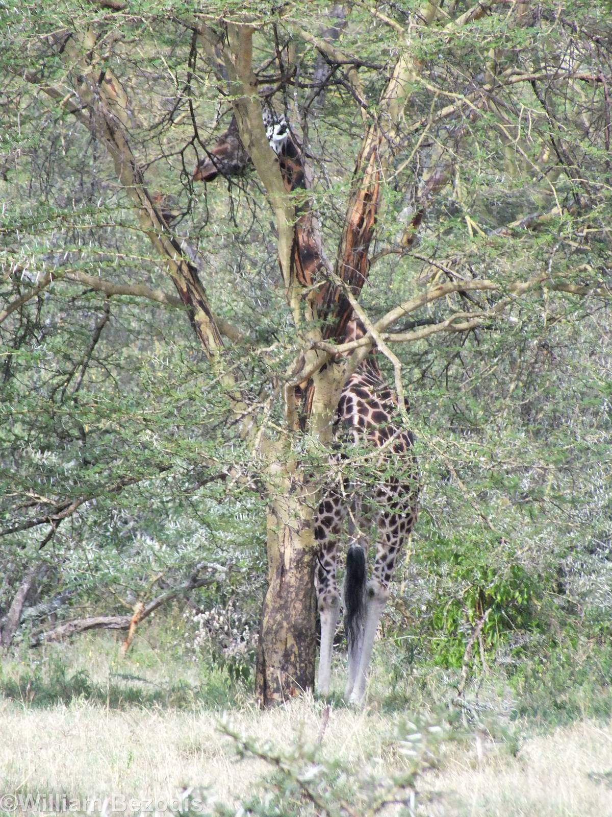 Rothschild's Giraffe - Lake Nakuru