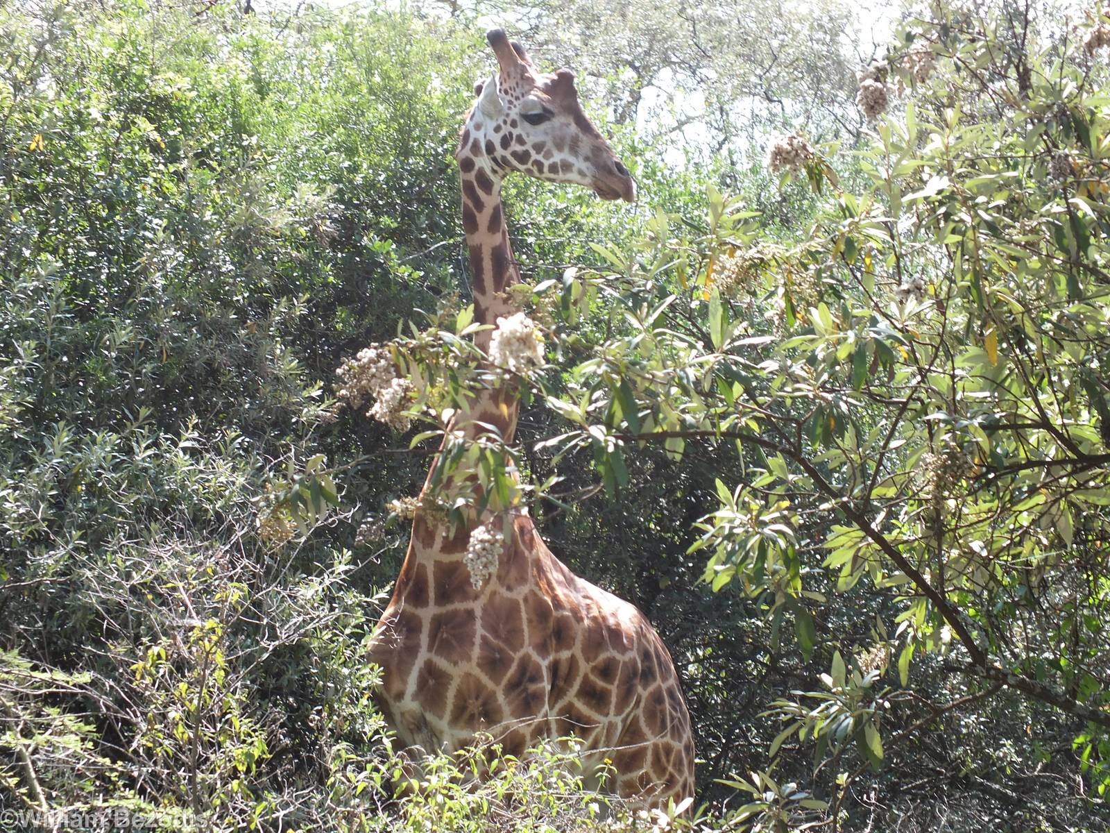 Rothschild's Giraffe - Lake Nakuru