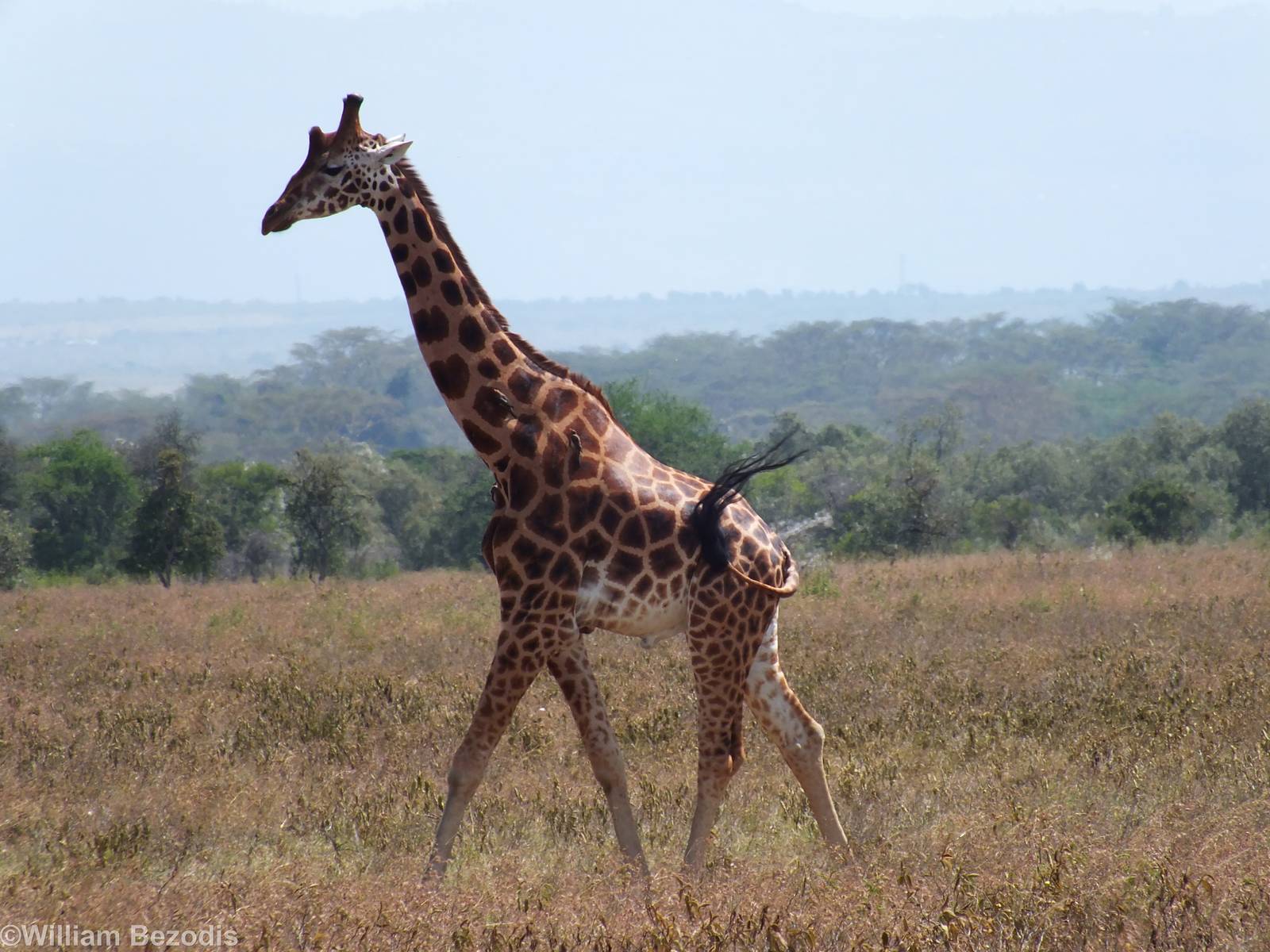 Rothschild's Giraffe - Lake Nakuru