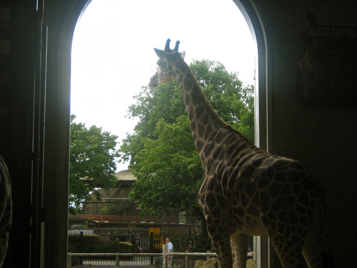 Rothschild's Giraffe Looking Outside