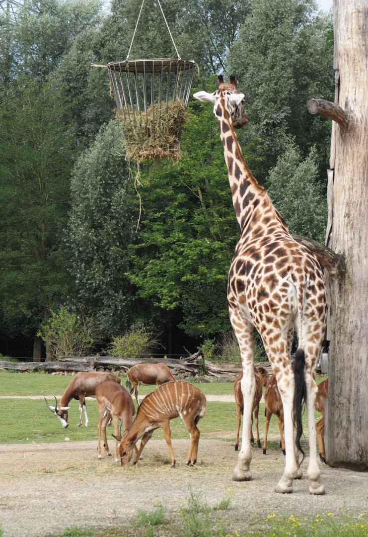 Rothschild's giraffe, Lowland nyala, Impala and Blesbok, 2024-08-05
