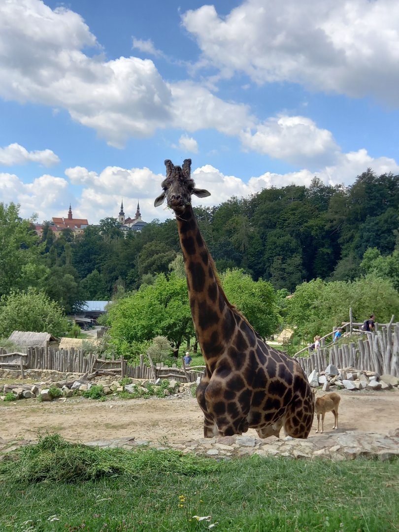 Rothschild's giraffe male