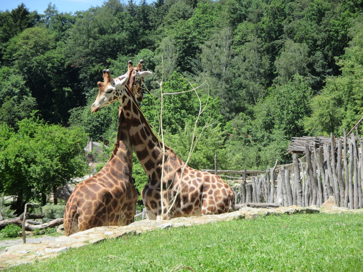 Rothschild's giraffe males
