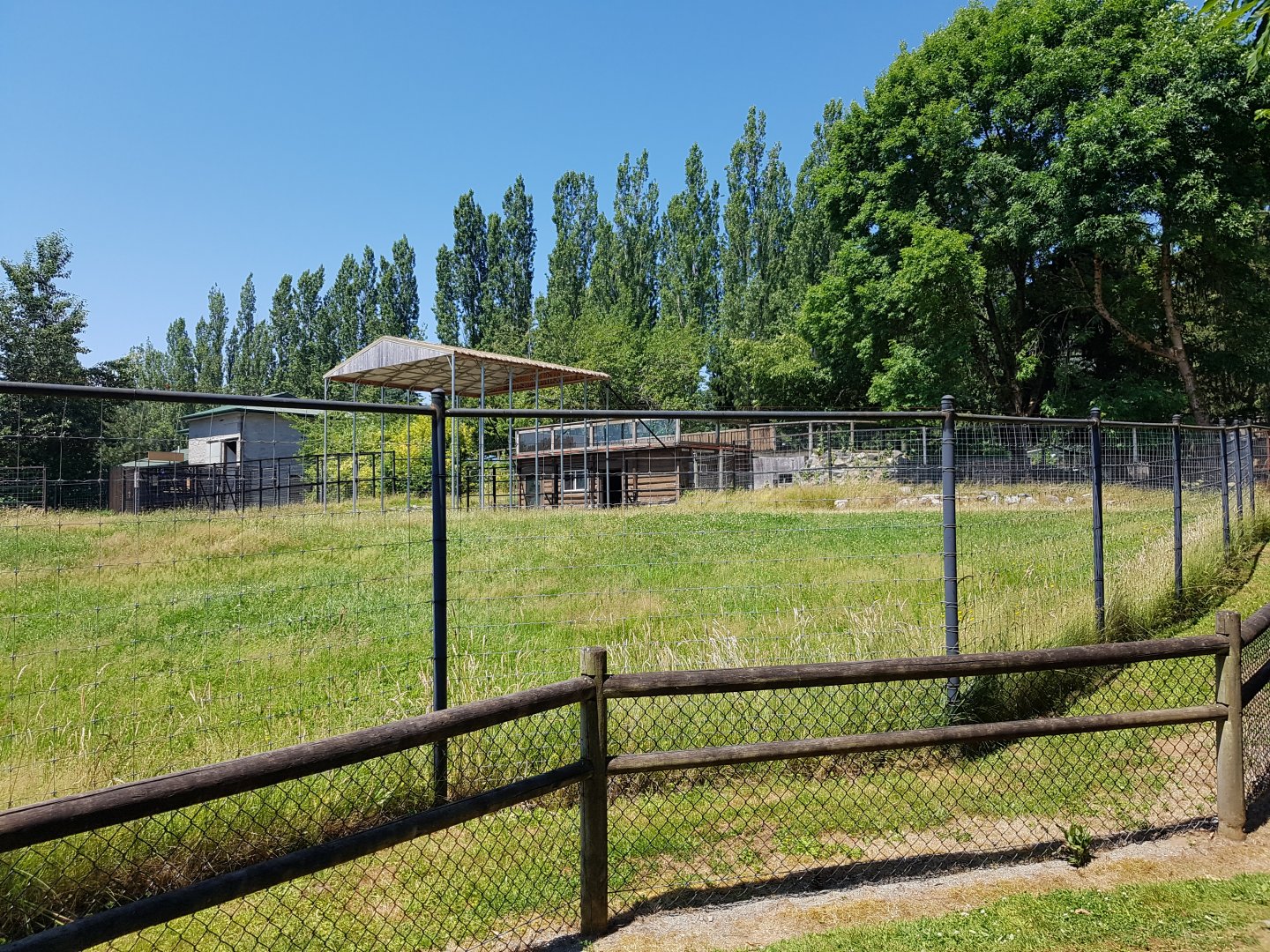 Rothschild's Giraffe & Marabou Stork Exhibit