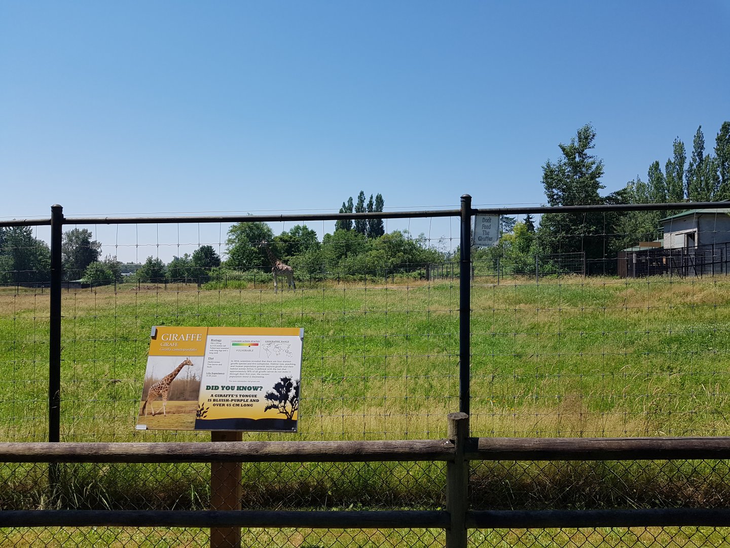 Rothschild's Giraffe & Marabou Stork Exhibit