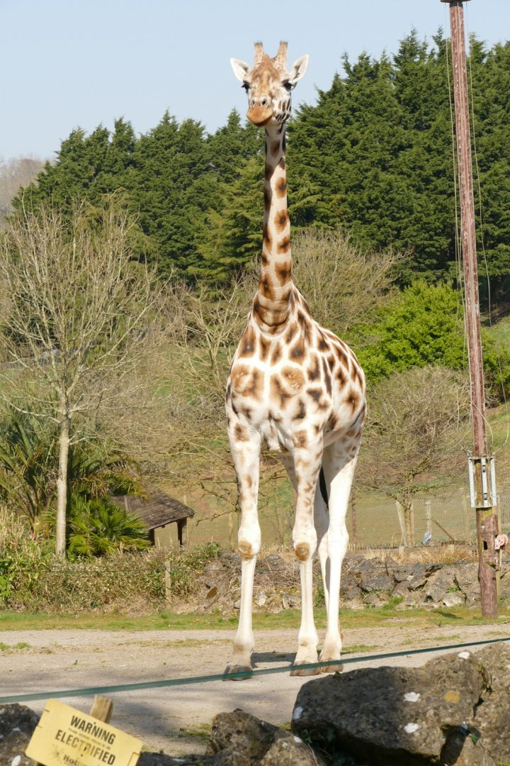 Rothschild's Giraffe, March 2022