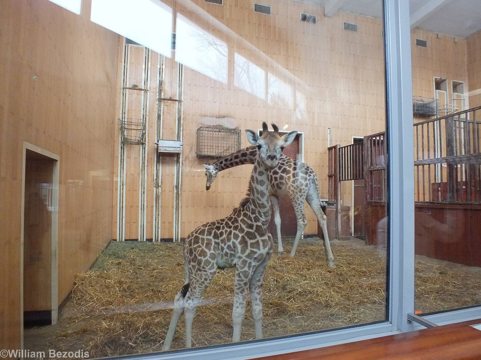 Rothschild's Giraffe Mother and Young
