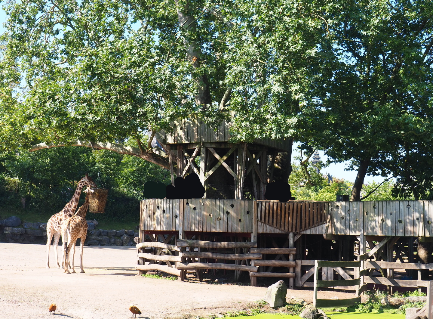 Rothschild's giraffe, Ostrich, Ankole-Watusi cattle and Ruddy shelduck paddock viewing area, 2021-09-03