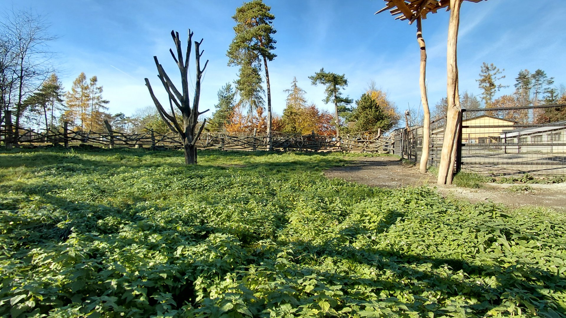 Rothschild's giraffe outdoor exhibit