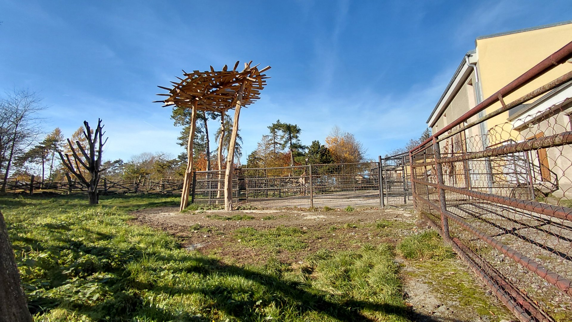 Rothschild's giraffe outdoor exhibit
