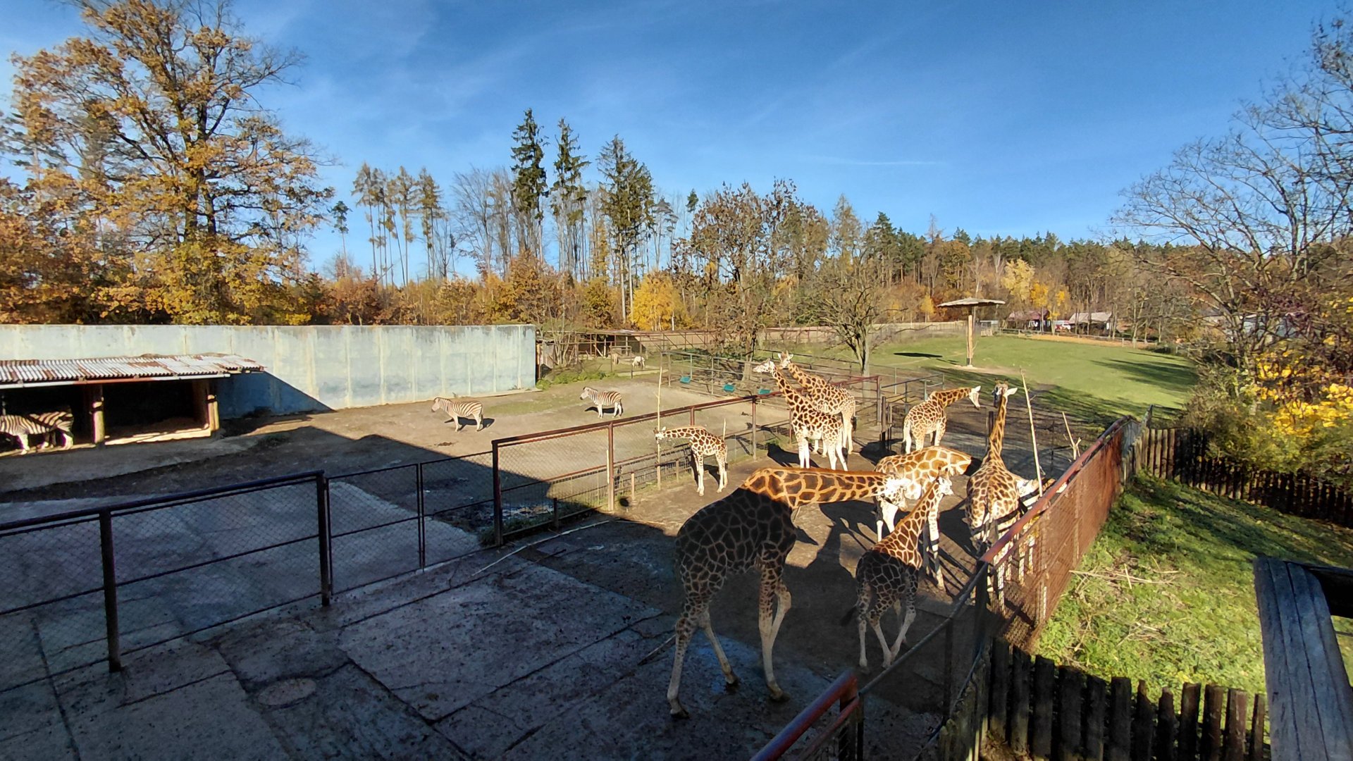 Rothschild's giraffe outdoor exhibit