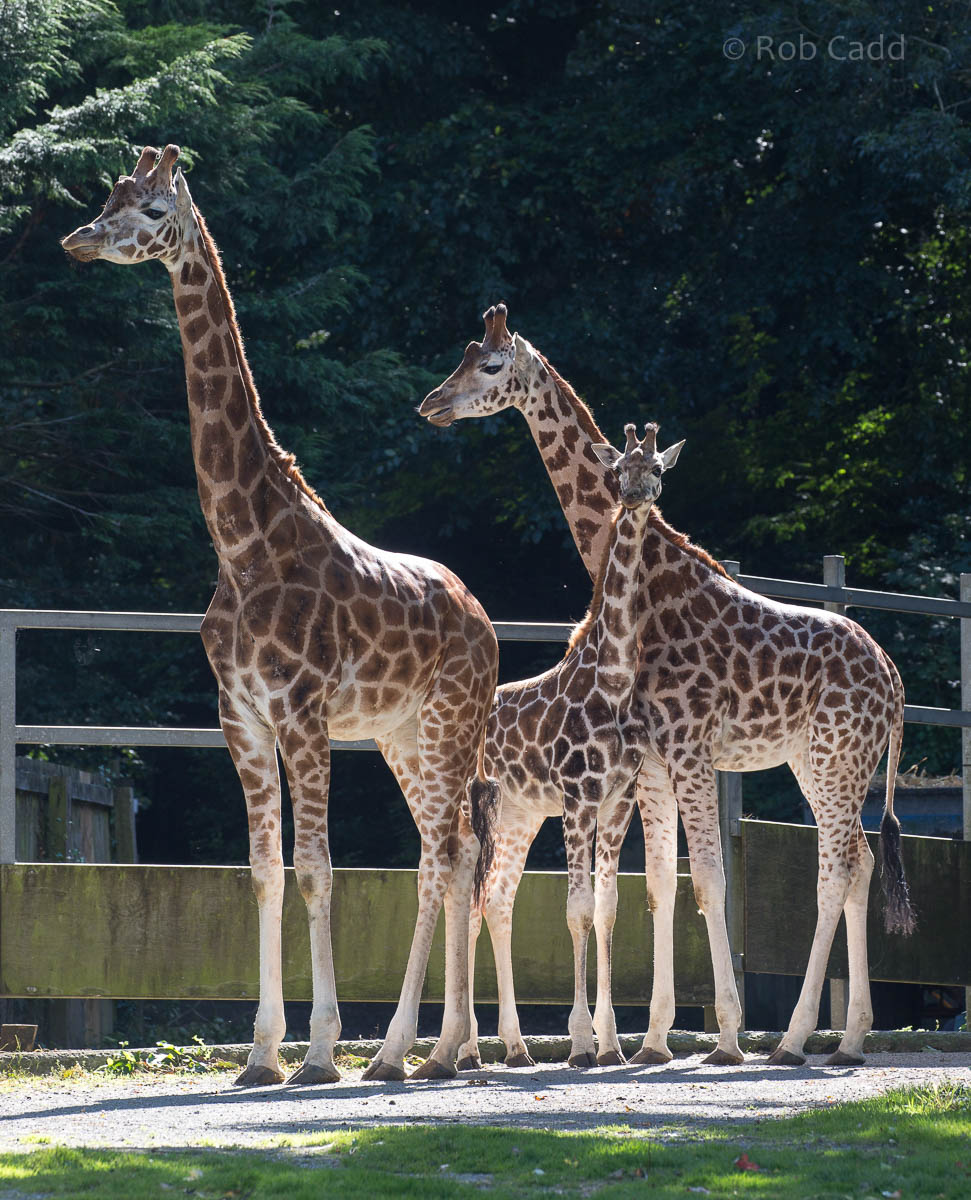 Rothschild's giraffe : Paignton : 23 Sep 2015