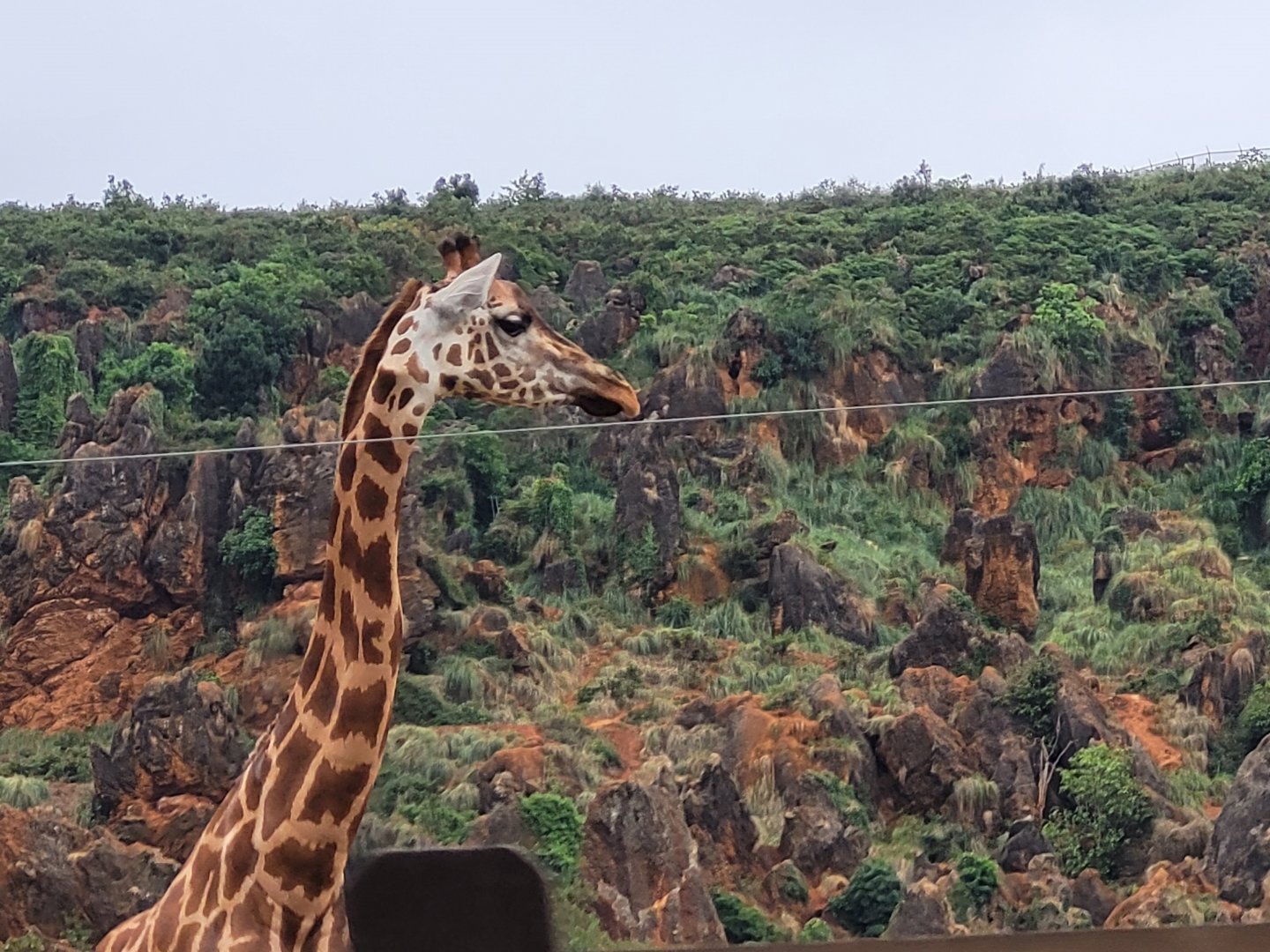 Rothschild's giraffe -Parque de la Naturaleza de Cabárceno (2022)