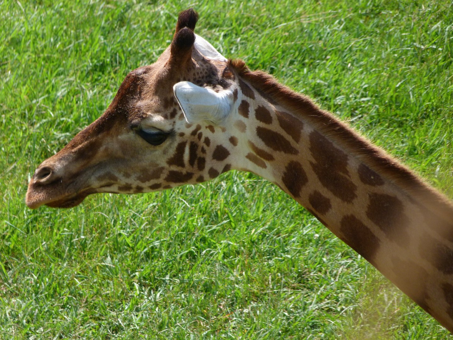 Rothschild's giraffe -Parque de la Naturaleza de Cabárceno (2025)