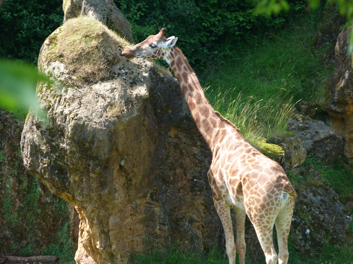 Rothschild's giraffe -Parque de la Naturaleza de Cabárceno (2025)