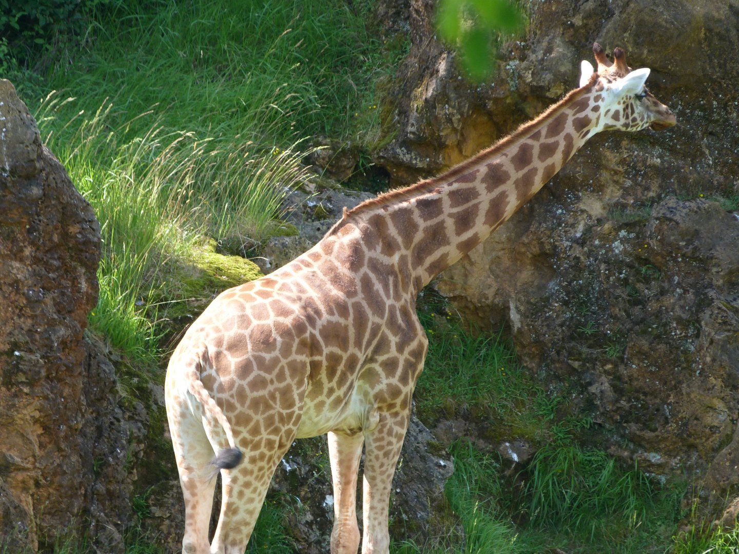 Rothschild's giraffe -Parque de la Naturaleza de Cabárceno (2025)