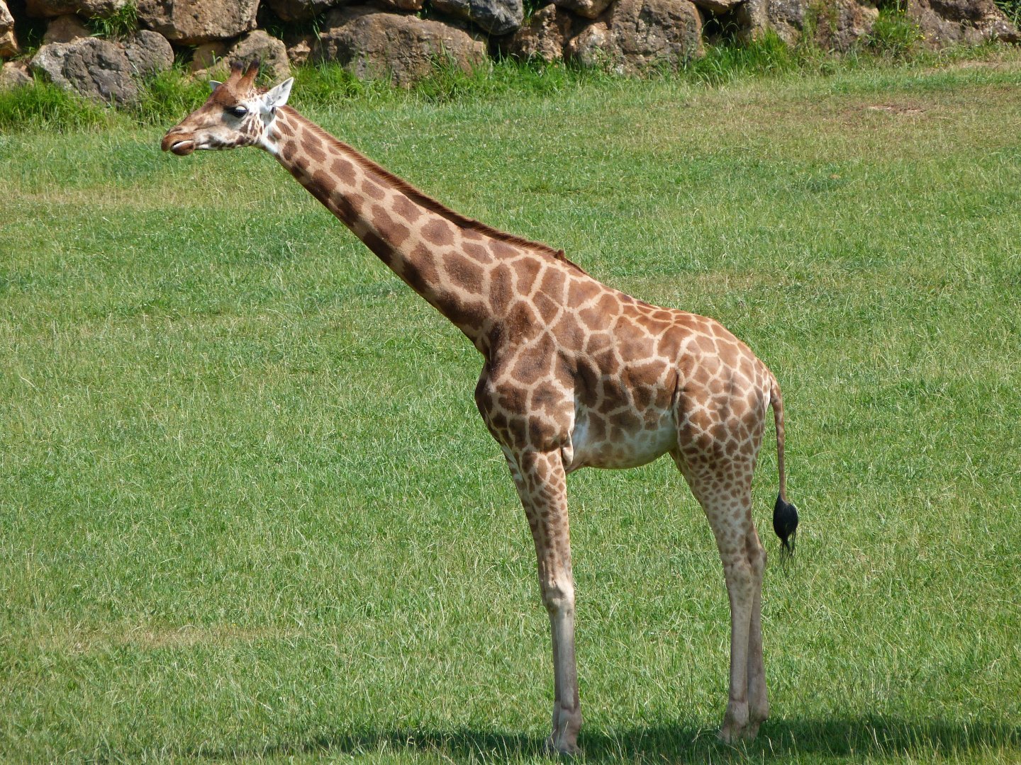 Rothschild's giraffe -Parque de la Naturaleza de Cabárceno (2025)