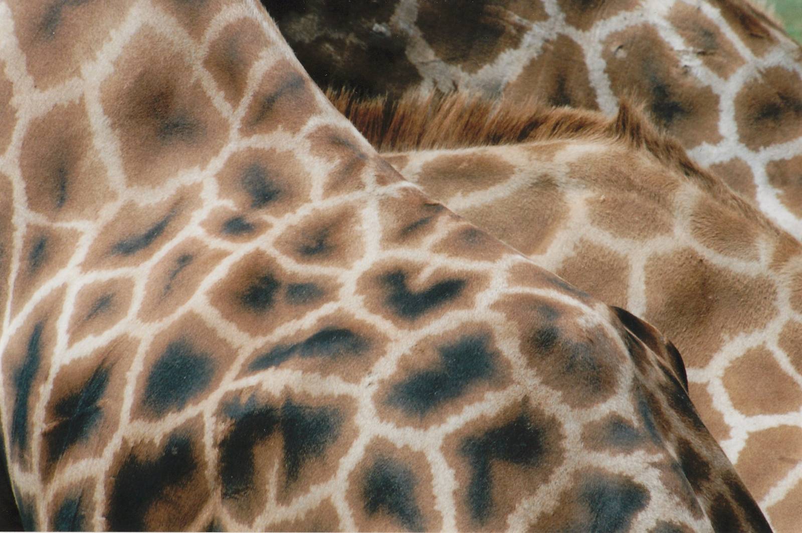 Rothschilds giraffe patterning