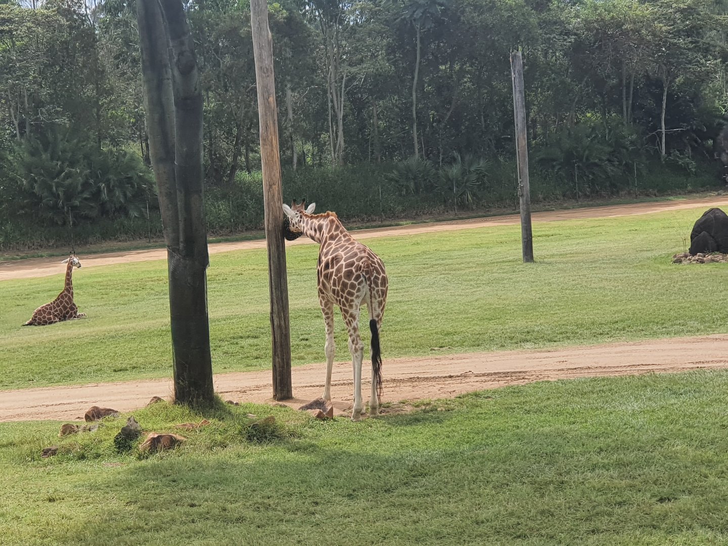 Rothschild's giraffe penny