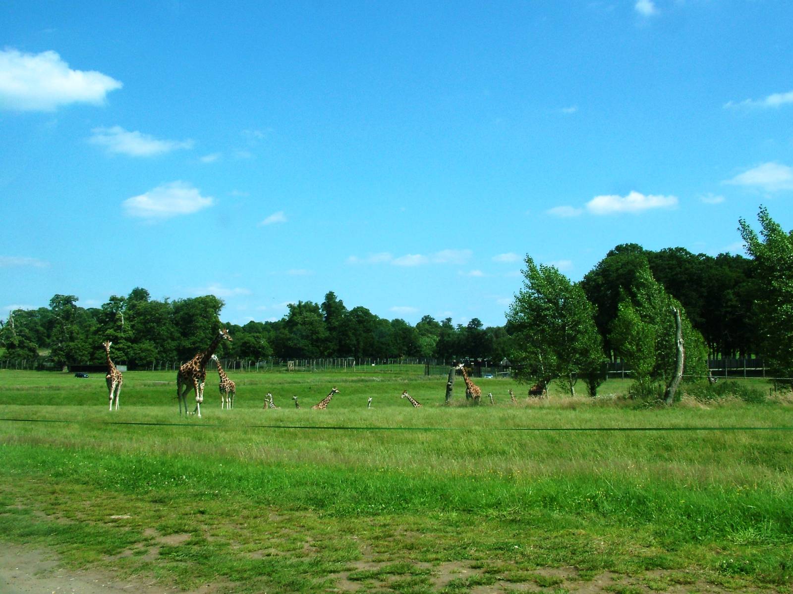 Rothschild's Giraffe Reserve View at Woburn, 22/07/12