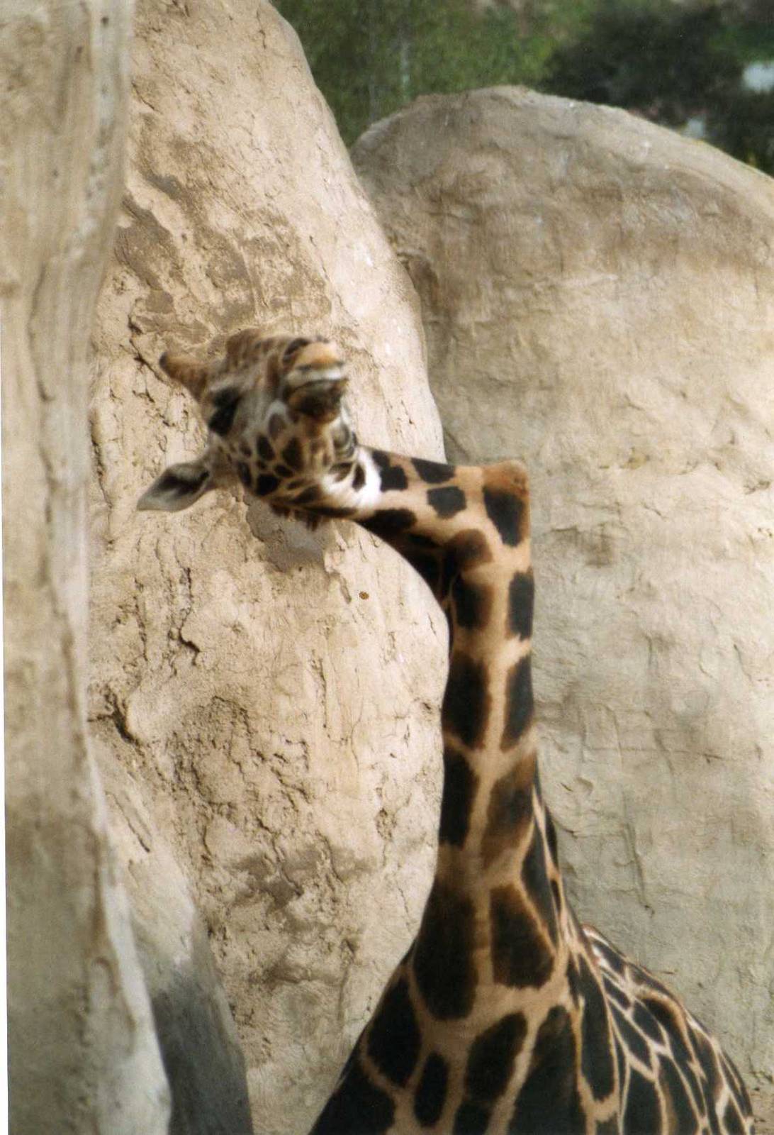 Rothschilds Giraffe, Santa Barbara Zoo