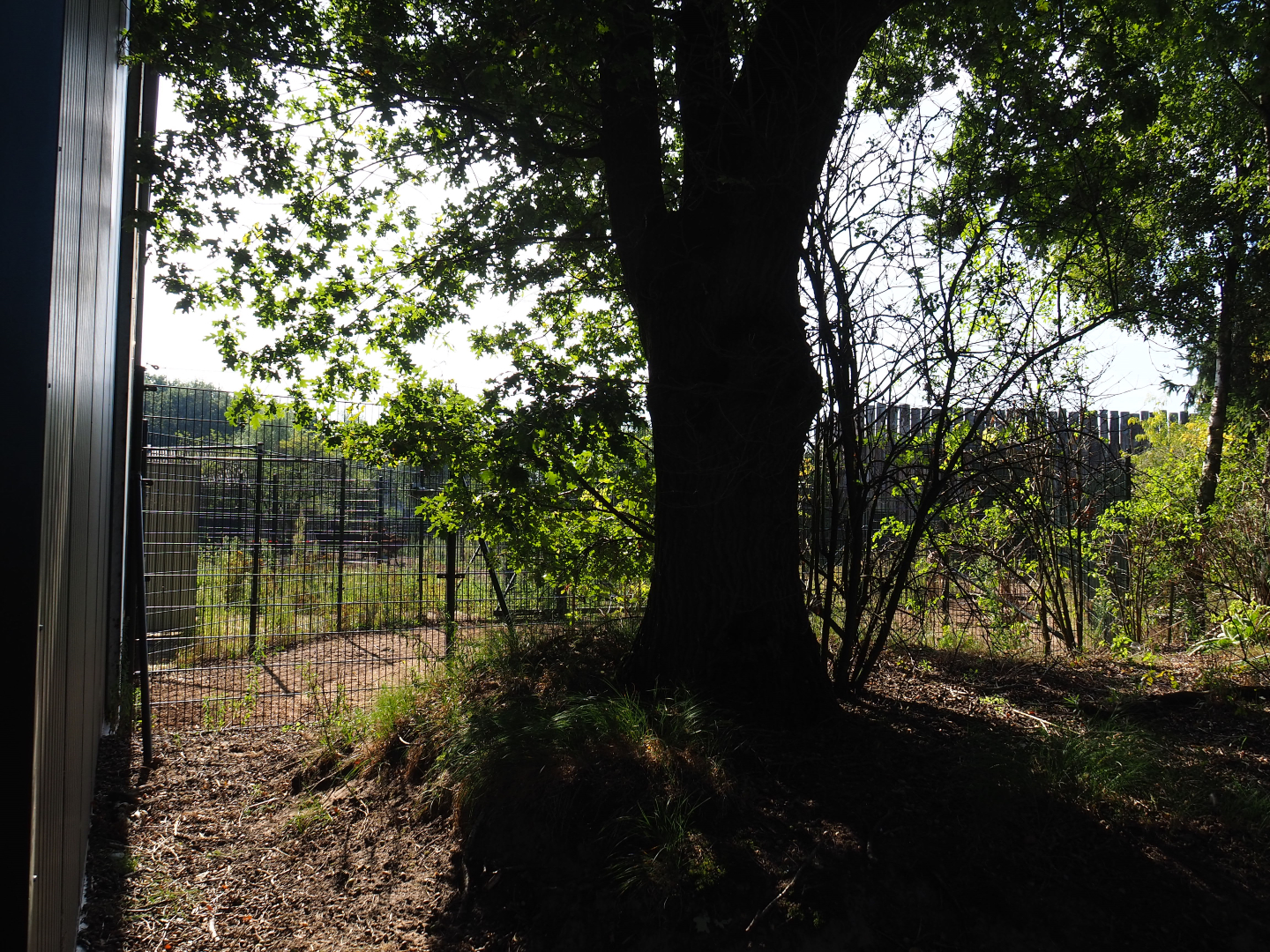 Rothschild's giraffe separation paddock, 2019-09-15