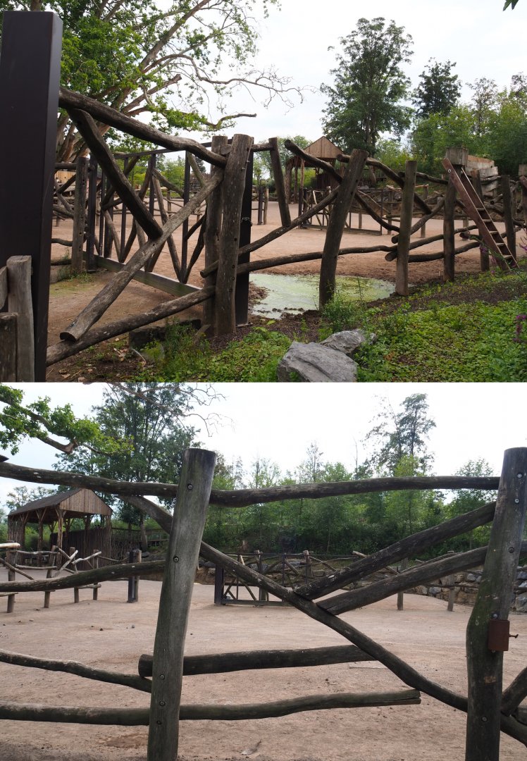 Rothschild's giraffe separation paddock, 2020-09-02